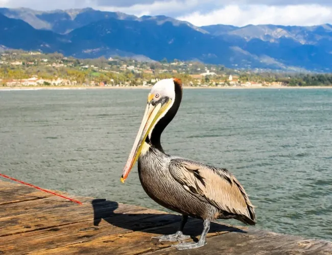 How to Find the Most Scenic Spots in Santa Barbara