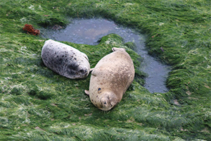 Carpinteria Seal Preserve and Rookery